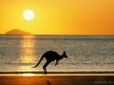 013_KangarooOnBeach