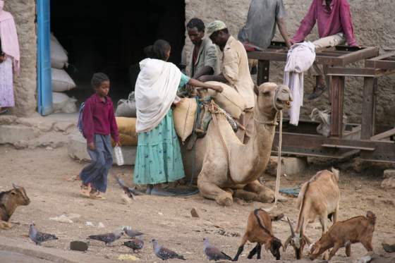 Camel attention in Aksum town