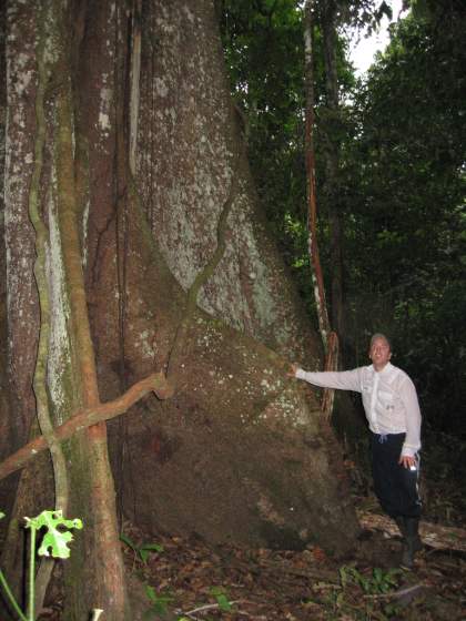 Largest tree in the Amazon