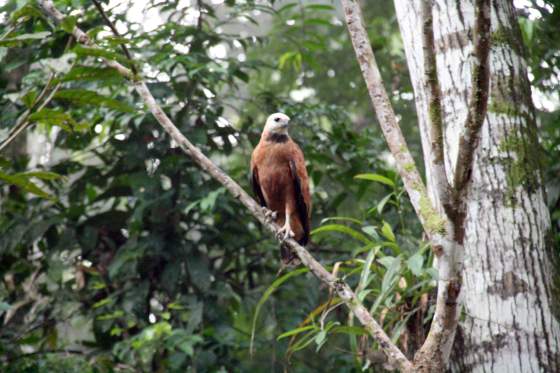 Amazon hawk