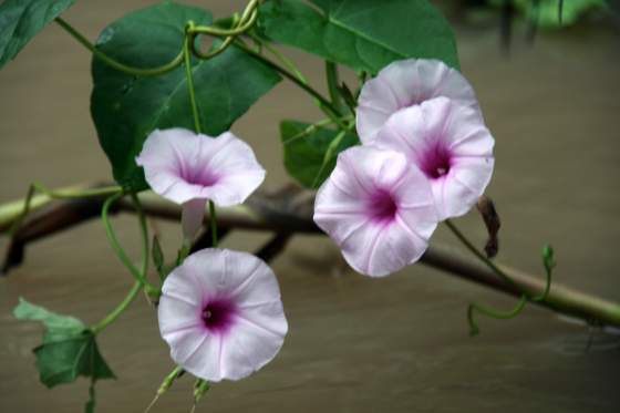 River flowers