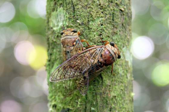 Mating cigar beetles