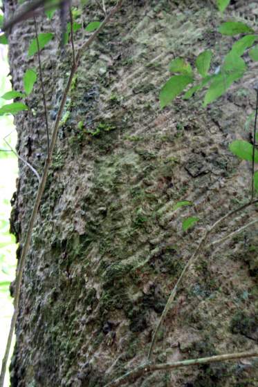 Historical rubber tapping