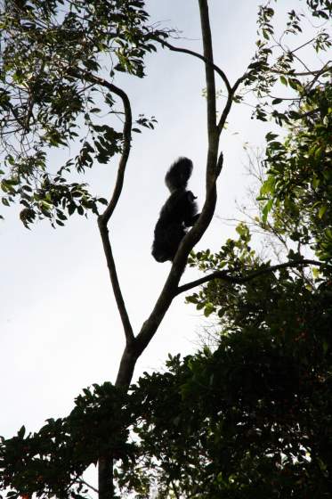 Huacari monkey