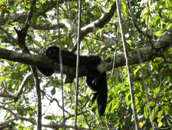 Huacari monkey