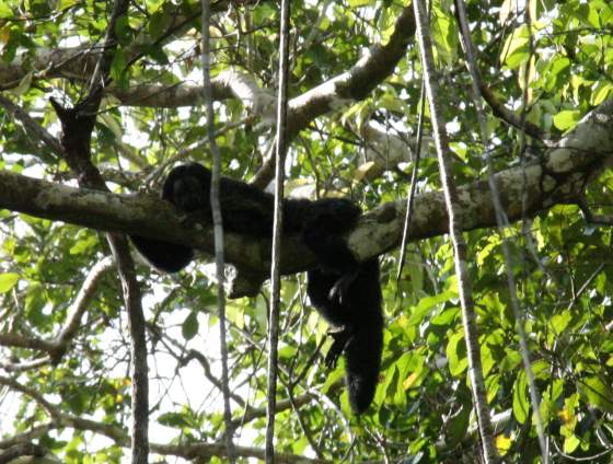 Huacari monkey