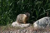 A marmot or beaver