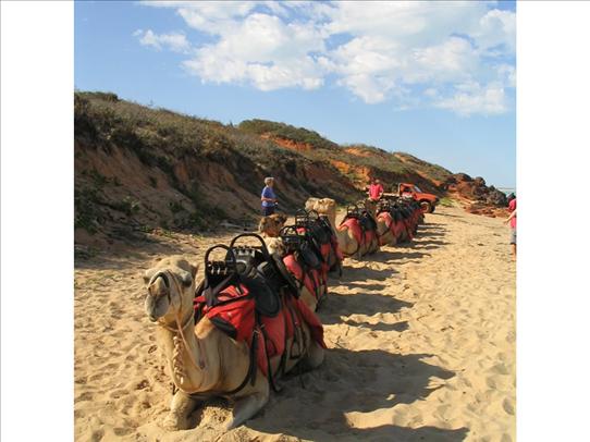 Camel trail