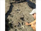 Dino Footprints!
