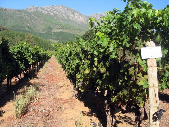 Stellenbosch vine tour