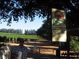 Stellenbosch vine tour