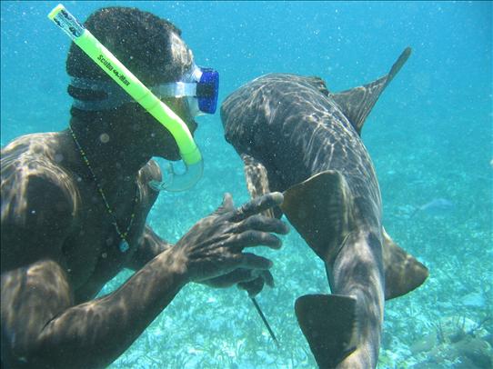 Belize shark