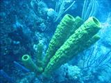 Belize bagpipe coral