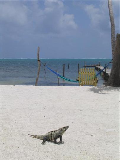 This iguana knows something