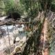 Living root bridge