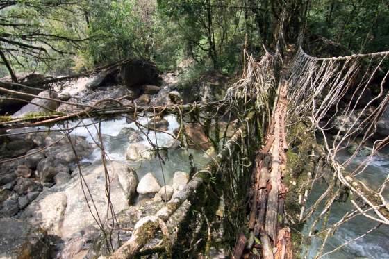 Living root bridge