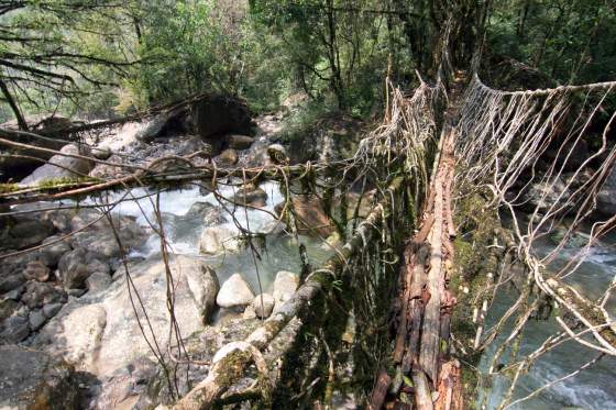 Living root bridge