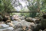 Living root bridge