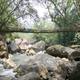 Living root bridge