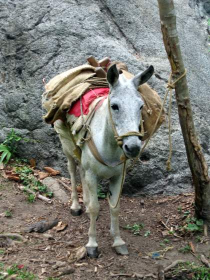 Day 2   Donkeys to carry our stuff