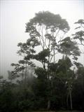 Day 3   Mist envelops the jungle come dusk