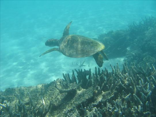 Turtle at Coral Bay