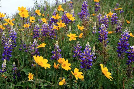 Wild flowers at Sacsayhuman