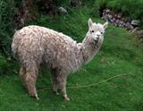 Another llama!