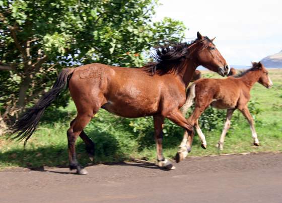 Wild horses run everywhere