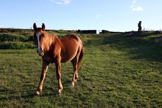 More wild horses