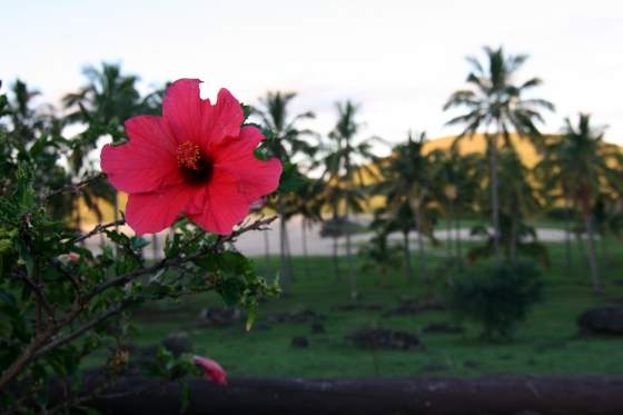 Beautiful flowers everywhere