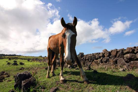 Horse takes a closer look