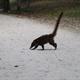 White-nosed Coati