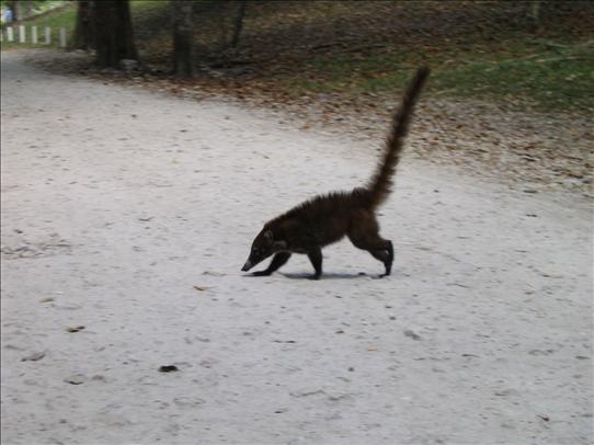 White-nosed Coati