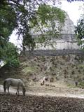 Mayan horse and temple