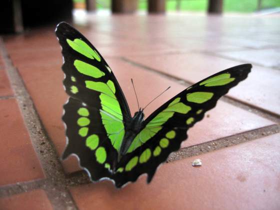 Butterfly heaven