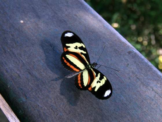 Butterfly heaven