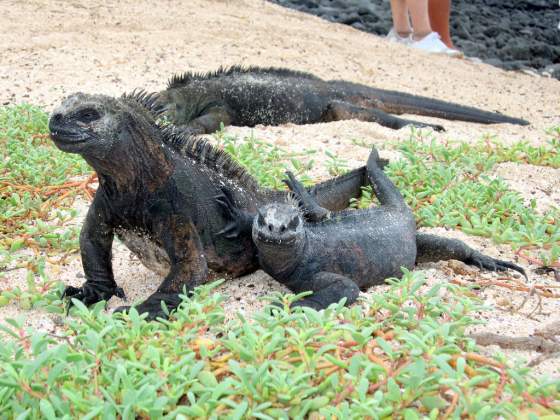 Santa Cruz   Marine iguana