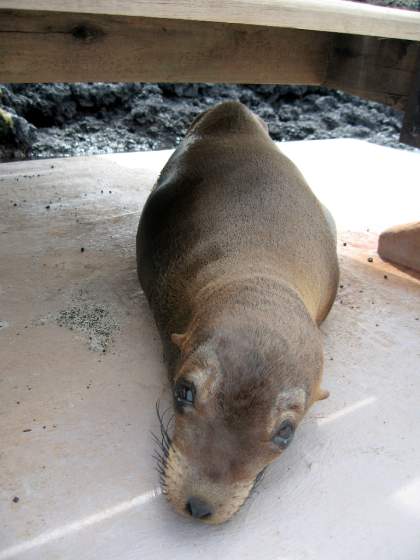 Santa Cruz   Baby sealion