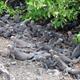 Las Tintorellas   Marine iguanas