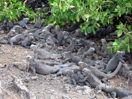 Las Tintorellas   Marine iguanas