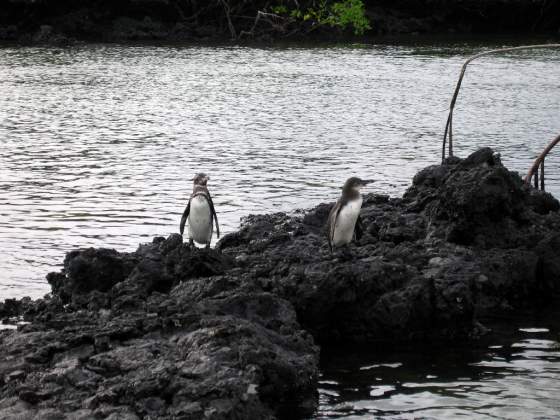 Las Tintorellas   Penguins