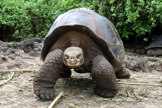 Santa Cruz   Giant turtle