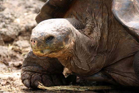 Santa Cruz   Ancient wrinkly neck