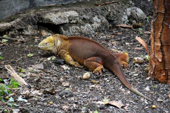 Santa Cruz   Red iguana