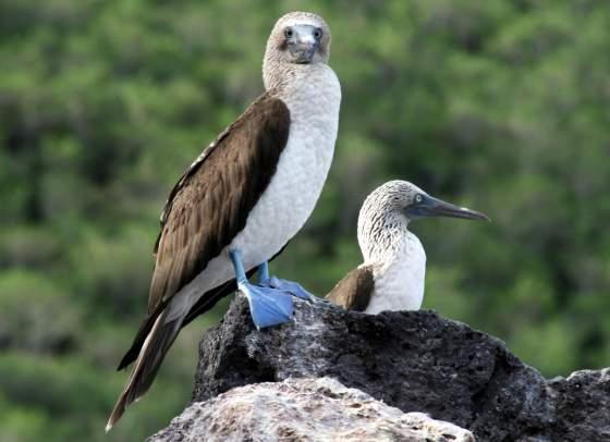 Santiago   Blue footed Booby