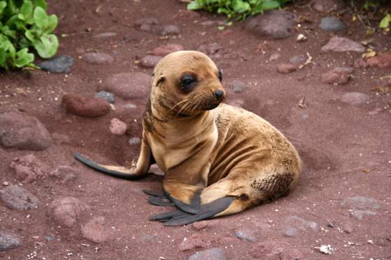 Rabida   Sea lion pup