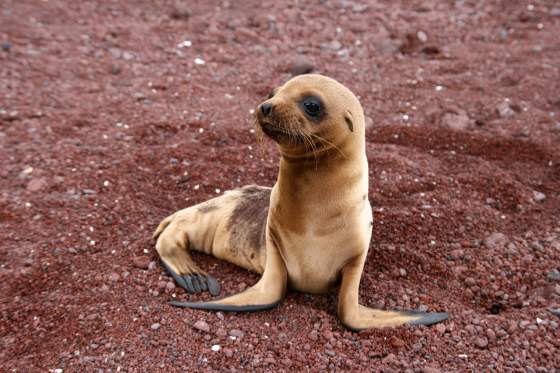 Rabida   Sea lion pup