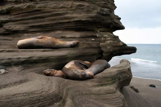 Bartolomé   Sea lions