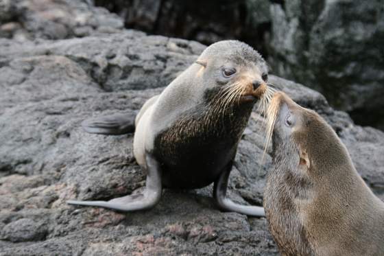 Bartolomé   Big eared sea lions